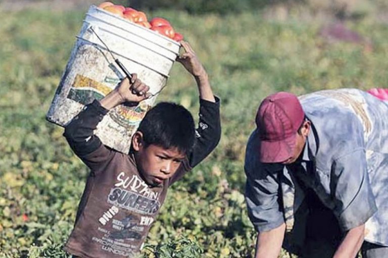 Trabajo infantil: 90% de los niños lo hace en faenas peligrosas