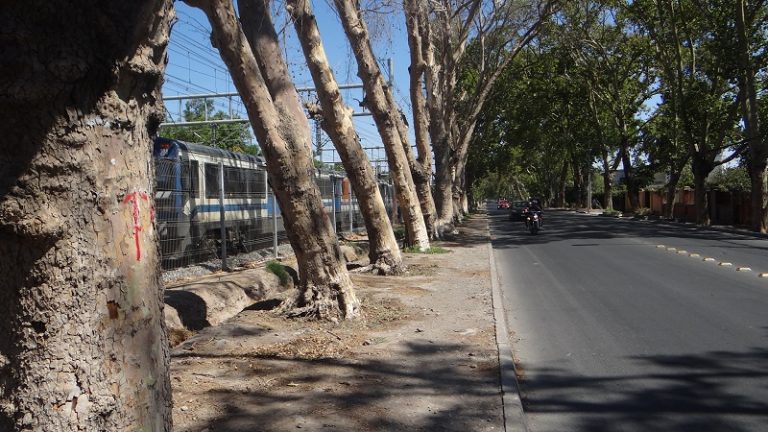 Los árboles de San Bernardo tuvieron su propio seminario