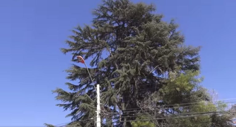 Se salvó el cedro centenario: vecinos evitan su tala