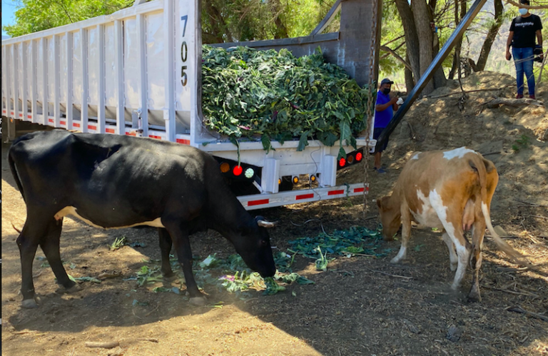 Economía circular: cómo reciclar verduras para beneficio del ganado de Maipo