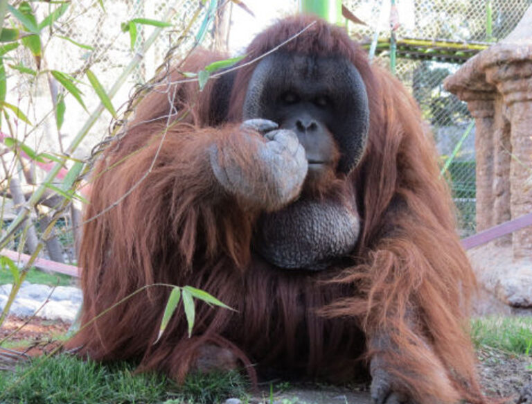 Piden que Sandai sea sacado del Buin Zoo y llevado a Brasil