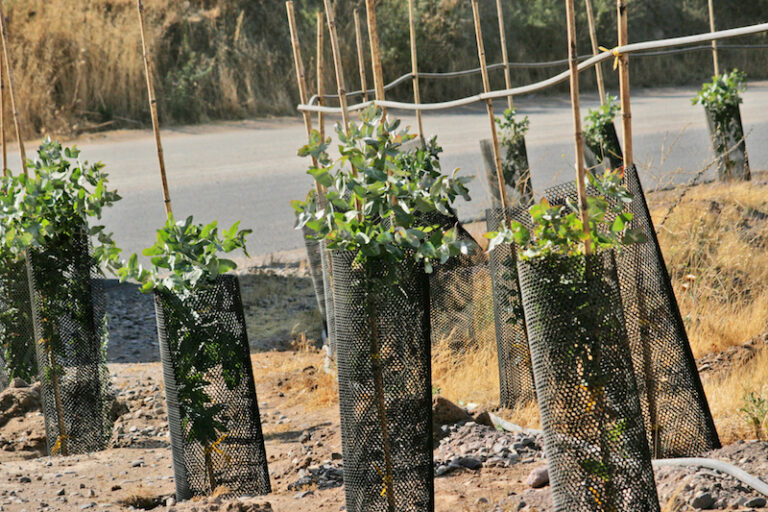 Santa Marta implementa Plan de Reforestación de especies nativas