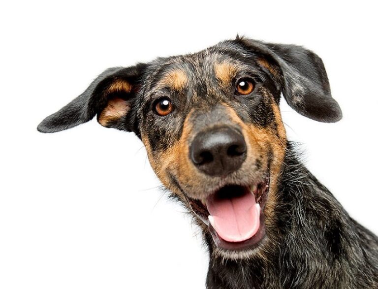 Llega a Chile «LAIKA», la  app más grande de productos para mascotas