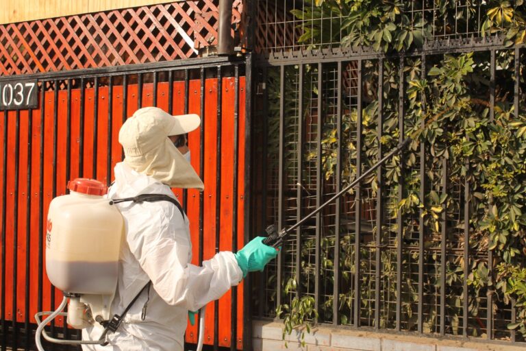 Mosca de la Fruta: en San Bernardo partió campaña para erradicar la plaga