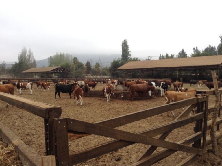 Paine: SMA inicia procedimiento de requerimiento de ingreso al SEIA contra titular del plantel de engorda de animales Fundo Santa Alejandra