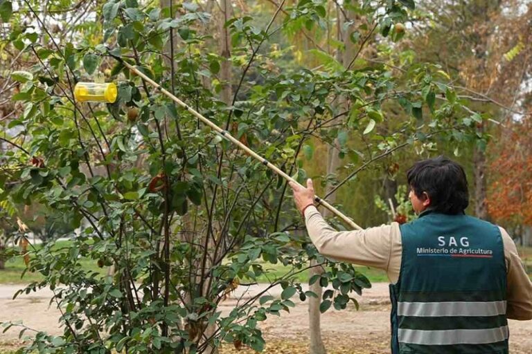 SAG finaliza campaña de erradicación de Mosca de la Fruta en San Bernardo